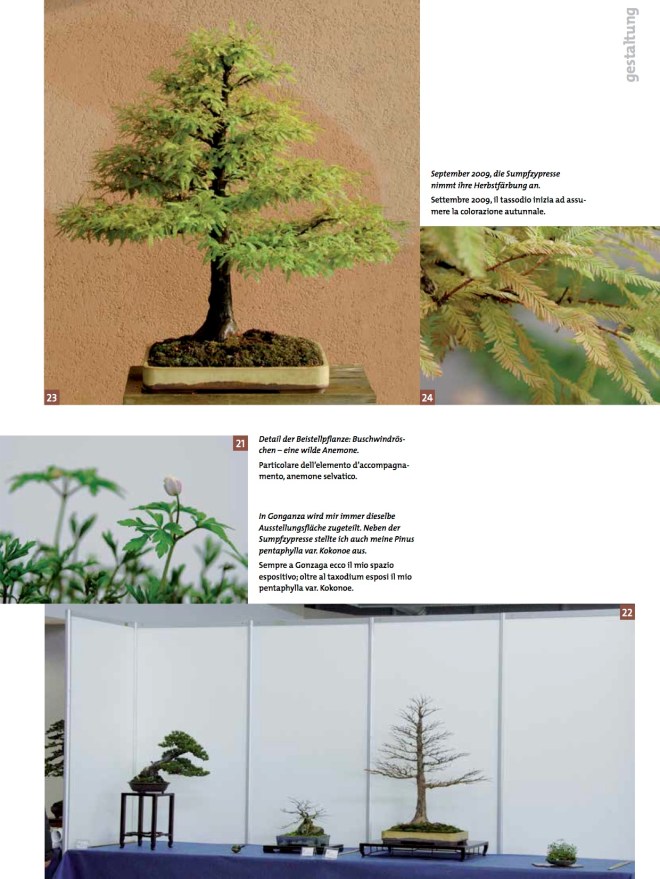 BK_70_NC_Taxodium-8