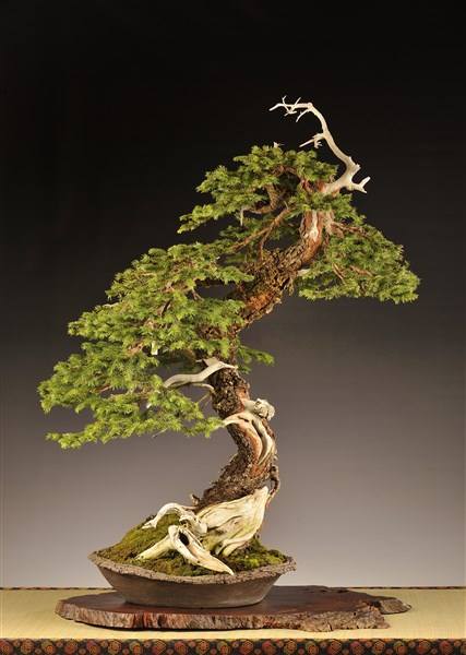 12743683_1033124583425204_1803950789639827288_n