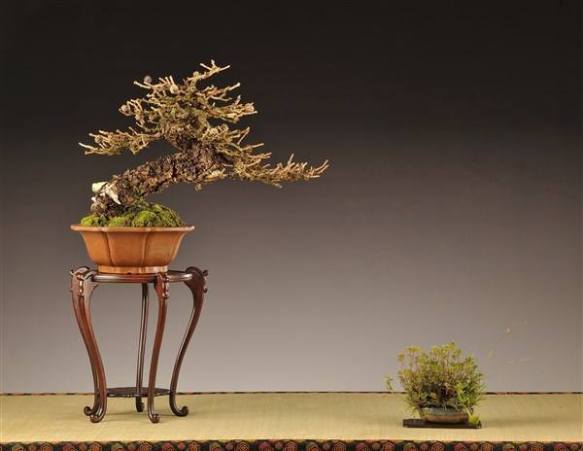 12790862_1033123550091974_7685650505885718965_n