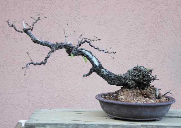 IMG 26 marzo 2012_6579