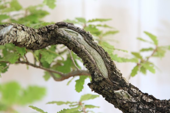 IMG_4940 22 6 16.JPG