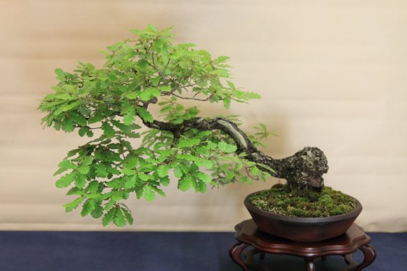 IMG_4962 24 6 16 Predazzo